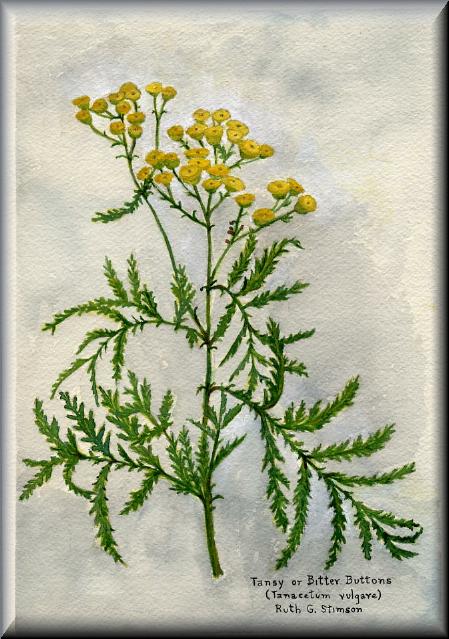 Tansy or Bitter Buttons