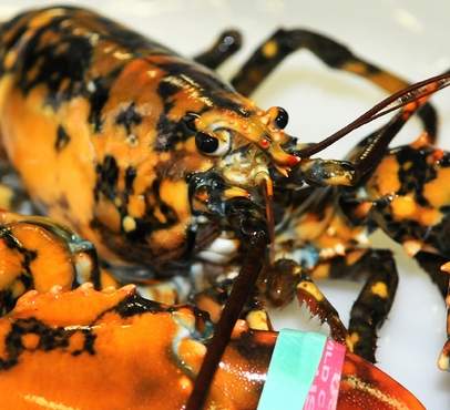 Calioco lobster