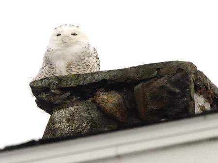 Snowy owl in Rye